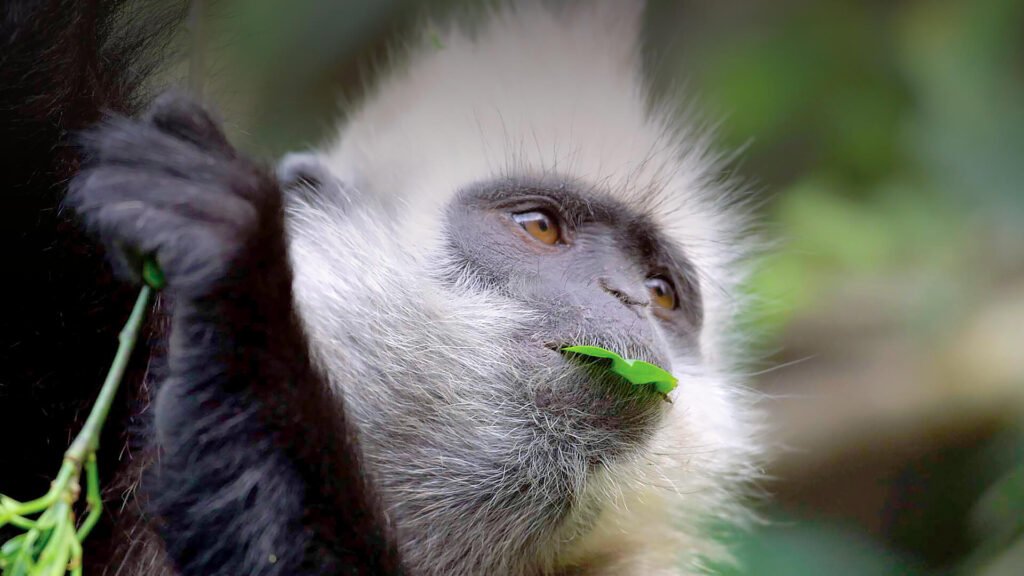 Monkey Fowl