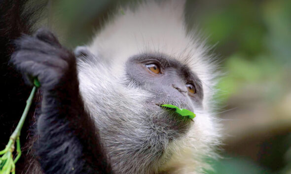 Monkey Fowl: A New Species or a Genetic Mutation