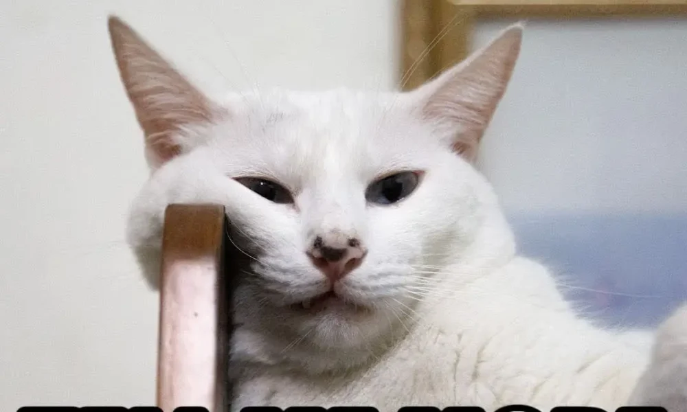 Memetic Monday: How to Create and Spread Viral Memes for Fun and Profit